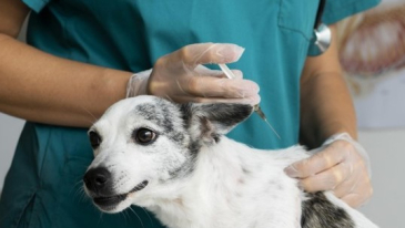 Comissão de Segurança aprova porte de arma para médicos veterinários